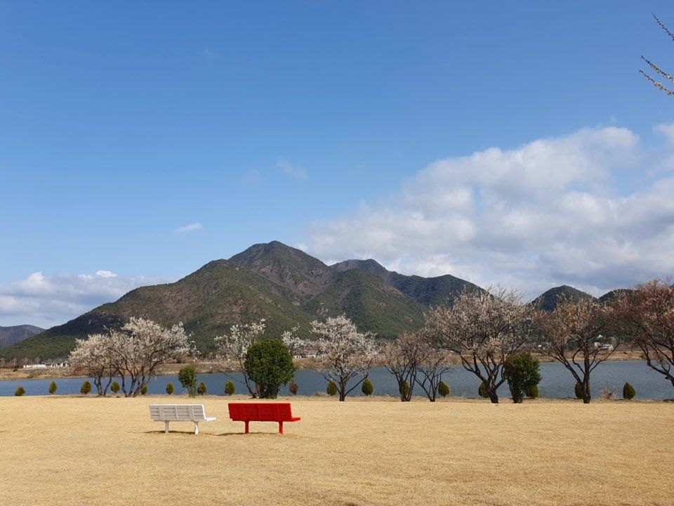 매화공원 사진