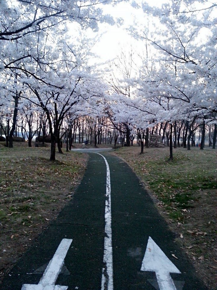 cherry blossom walk