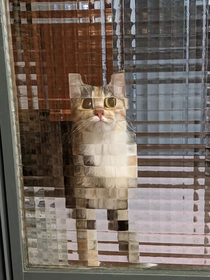 The Pixel Cat