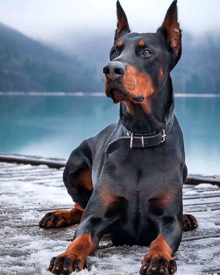 doberman