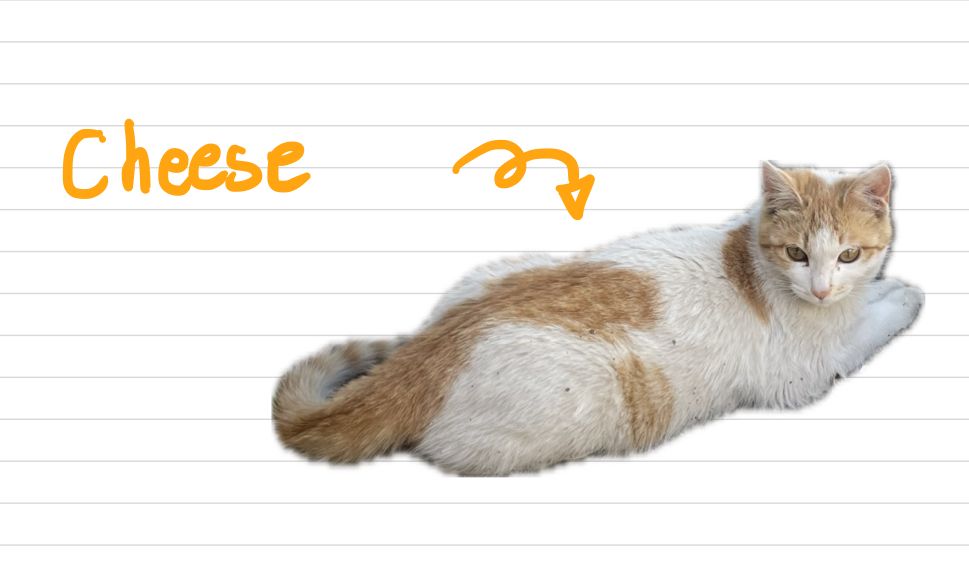 Cat_Cheese_6