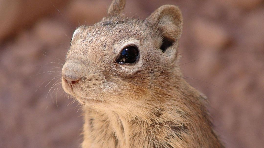 Chipmunk eyes