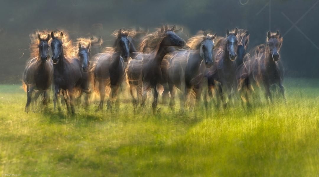 Horses