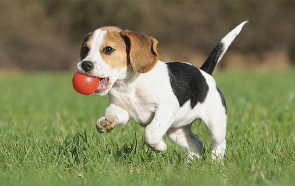 Beagle