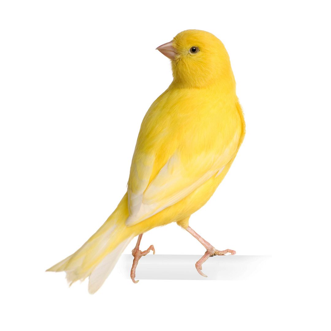 canary