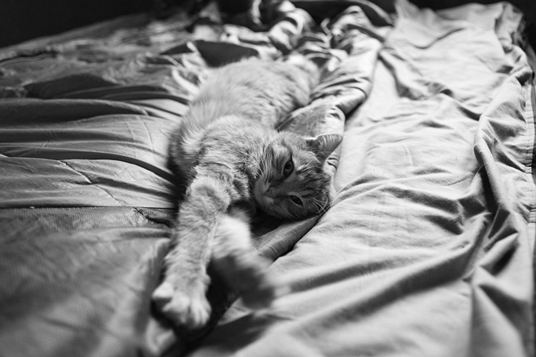 and yet there is a separate thrill in stretching out on the bed like this cat)))