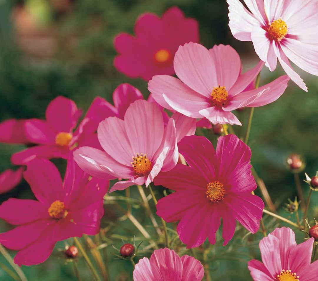 cosmos flower