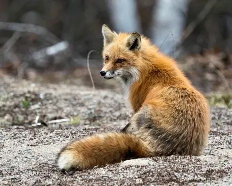 red-fox-photo-stock-fox-image-sitting-with-back-view-displaying-fox-tail-fur-in-its