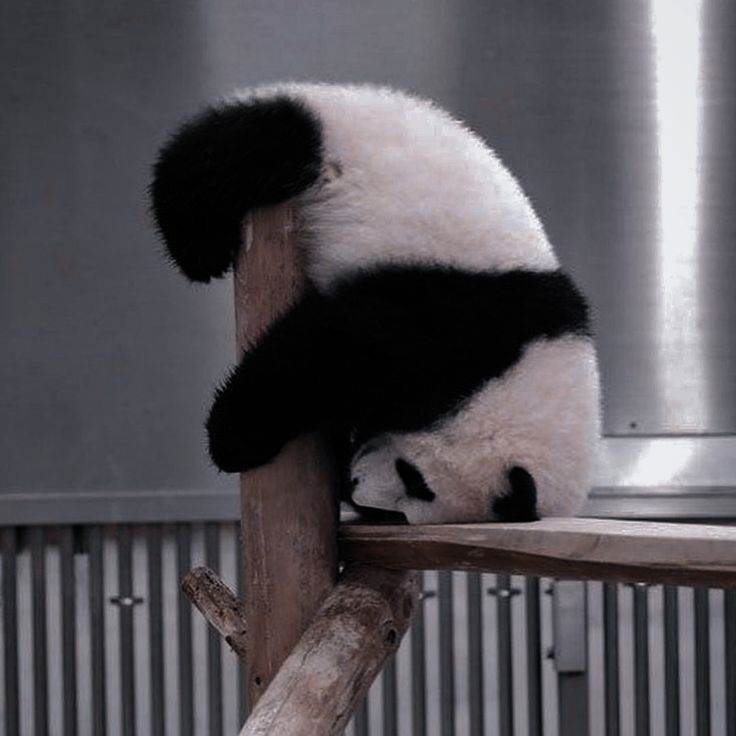 Tired panda!