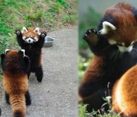 Red Panda #2