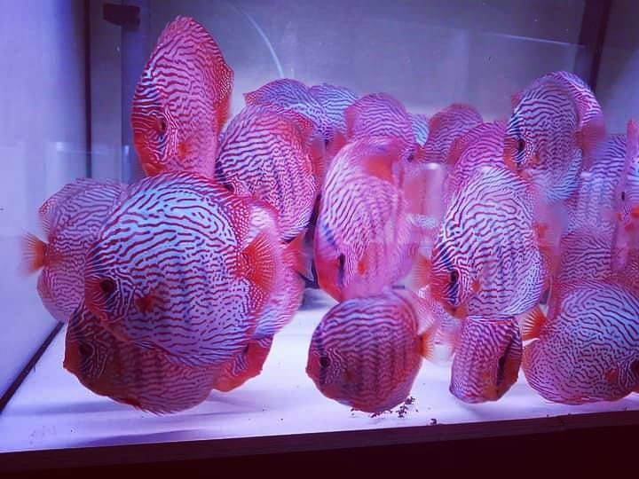 Red Turquoise Discus