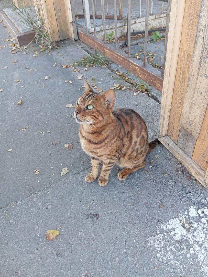 Bengal Cat