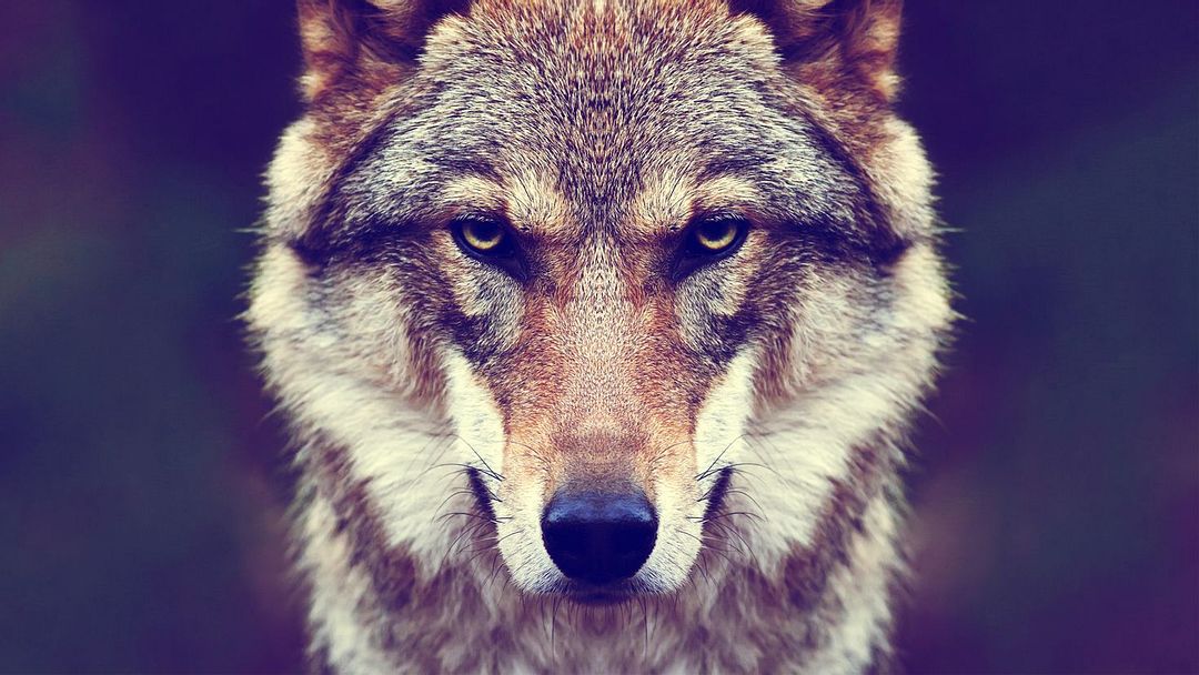 Wolf eyes