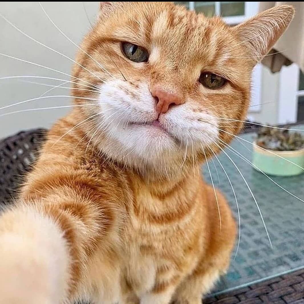 selfie cat