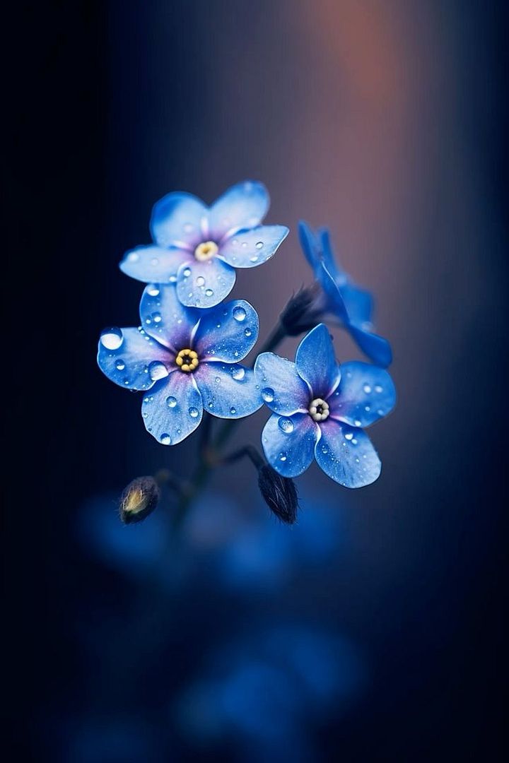 forget-me-not