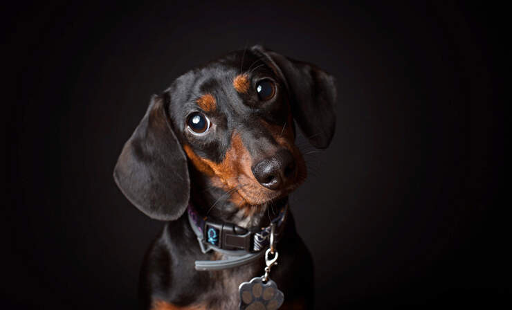 dachshund