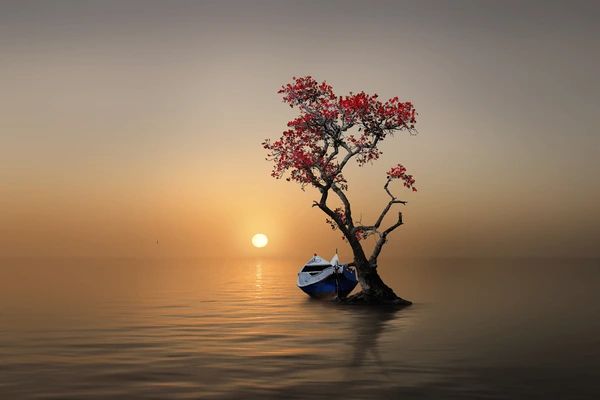 boat-tree-sunset-600nw-1770893537