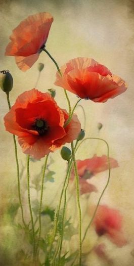 Poppies