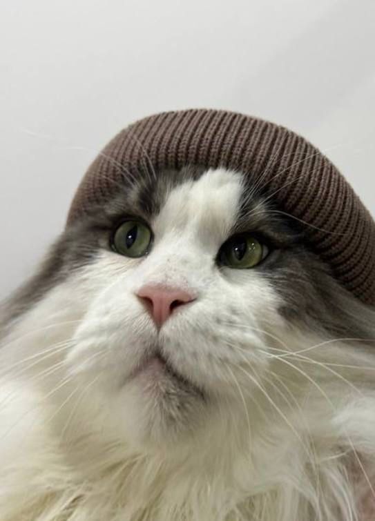 Cat in hat