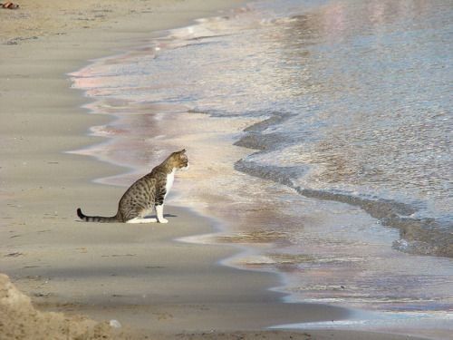 a cat with a nice sea