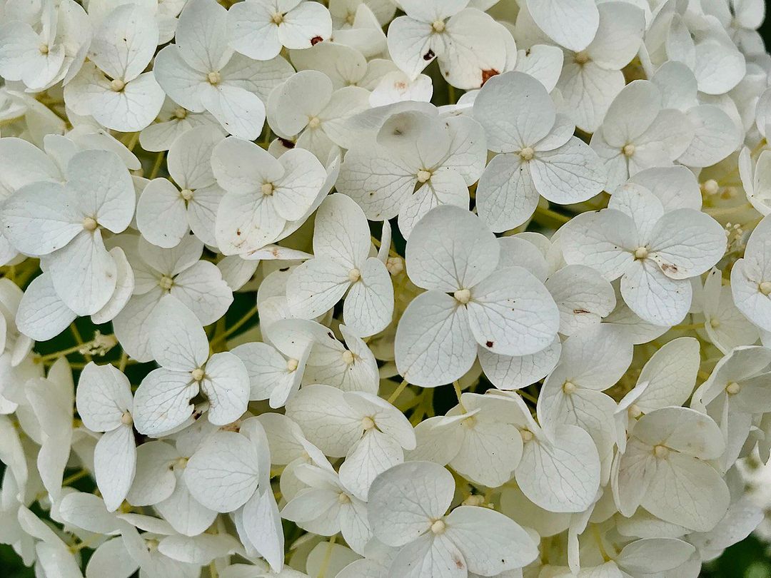 Hydrangeas