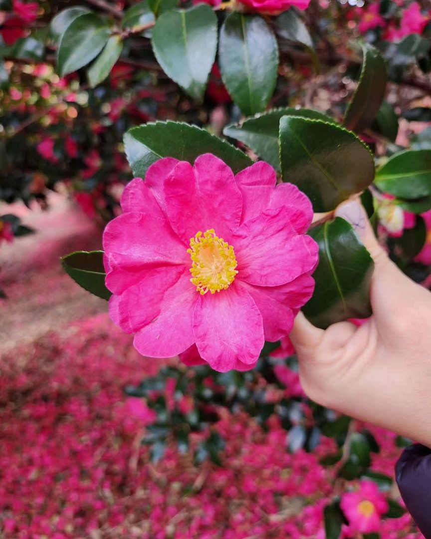 Camellia flower