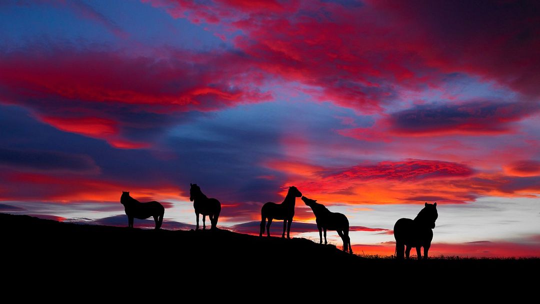 the horses at the sunset