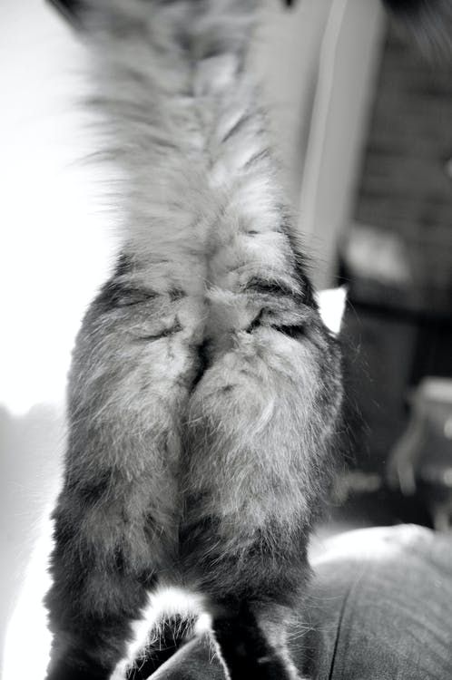 fluffy-cat-butt