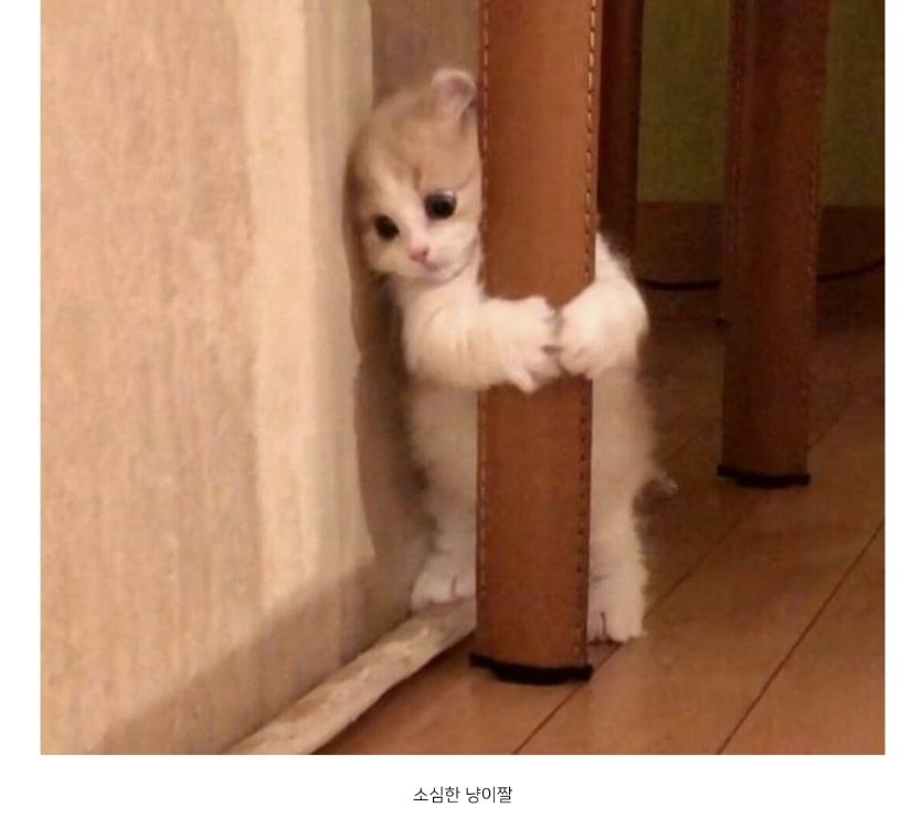 Catwifpole