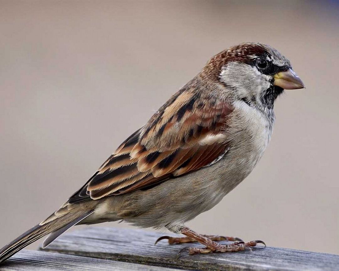 Sparrow