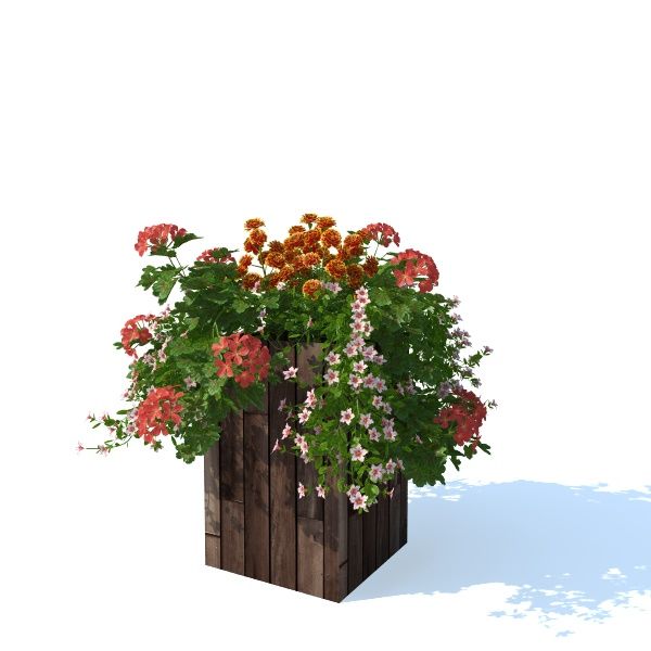 petunia_box_b4_01