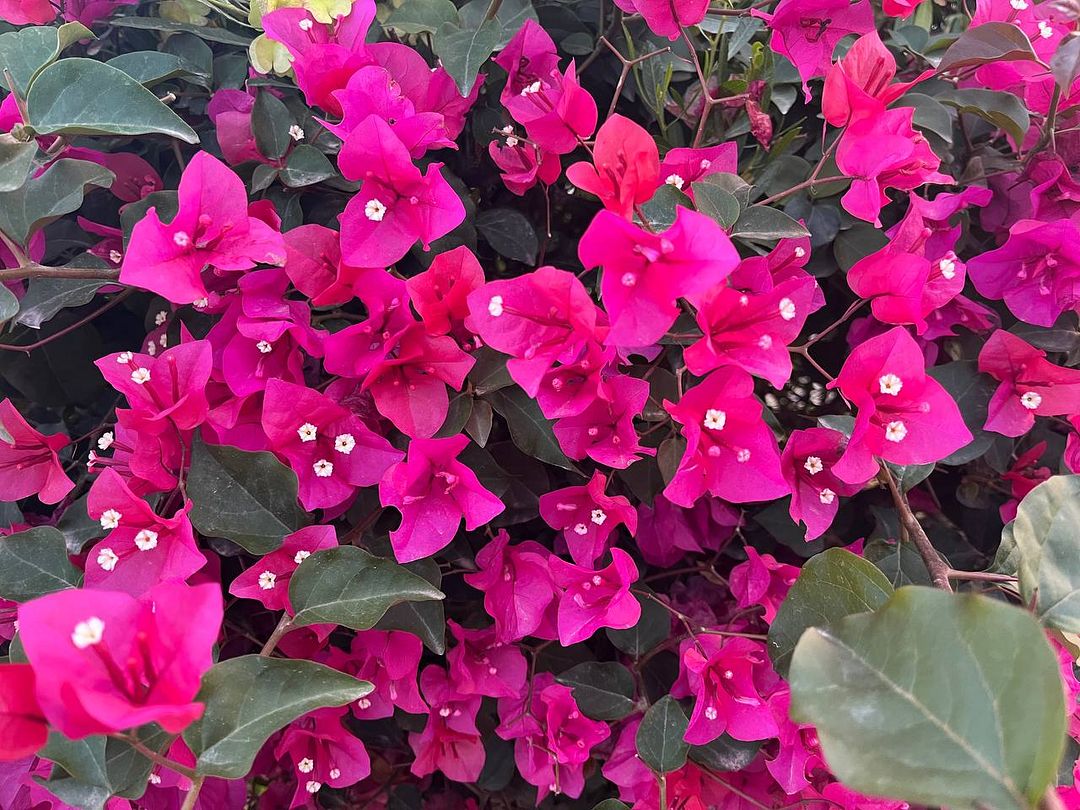 Pink flowers