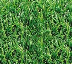 grass