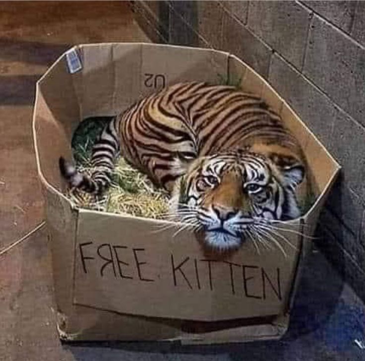 FREE KITTEN