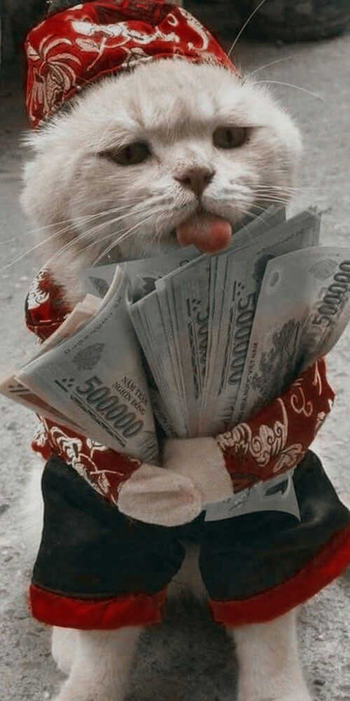 Money cat