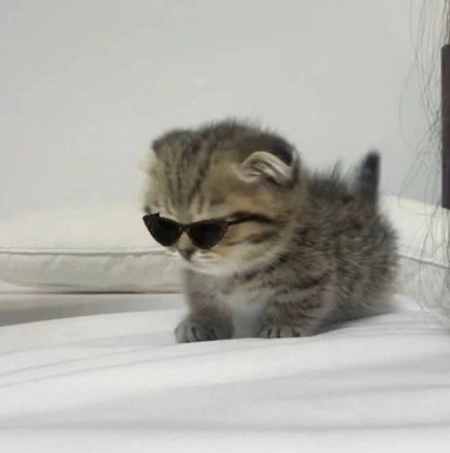 Cool Cat