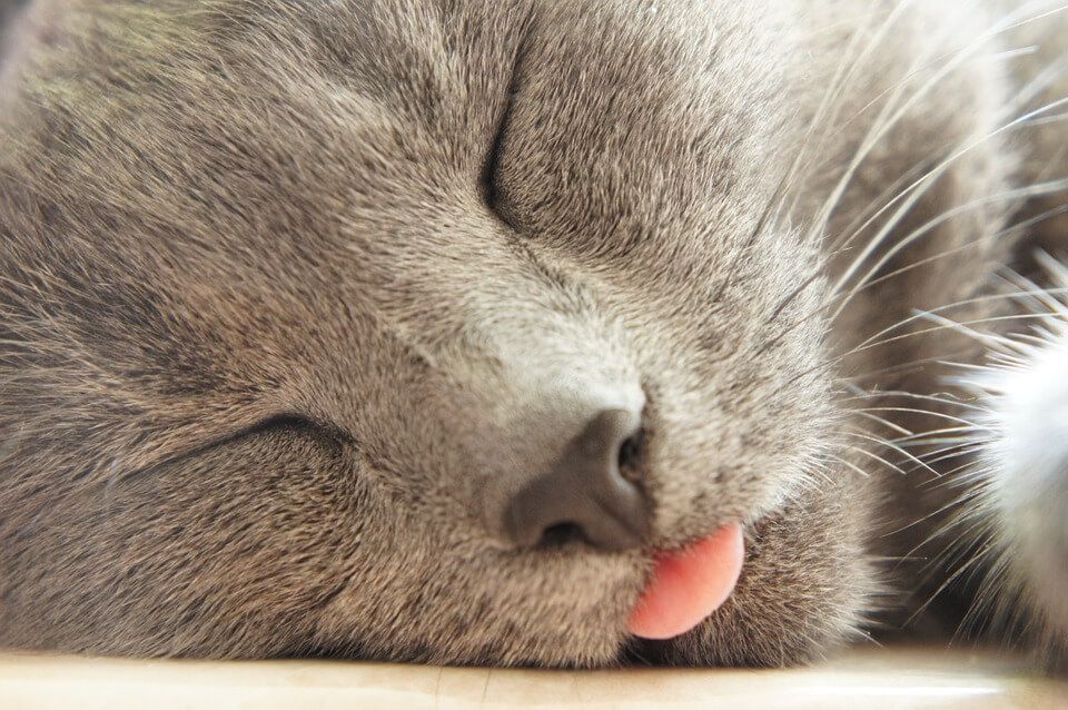 cat-tongue