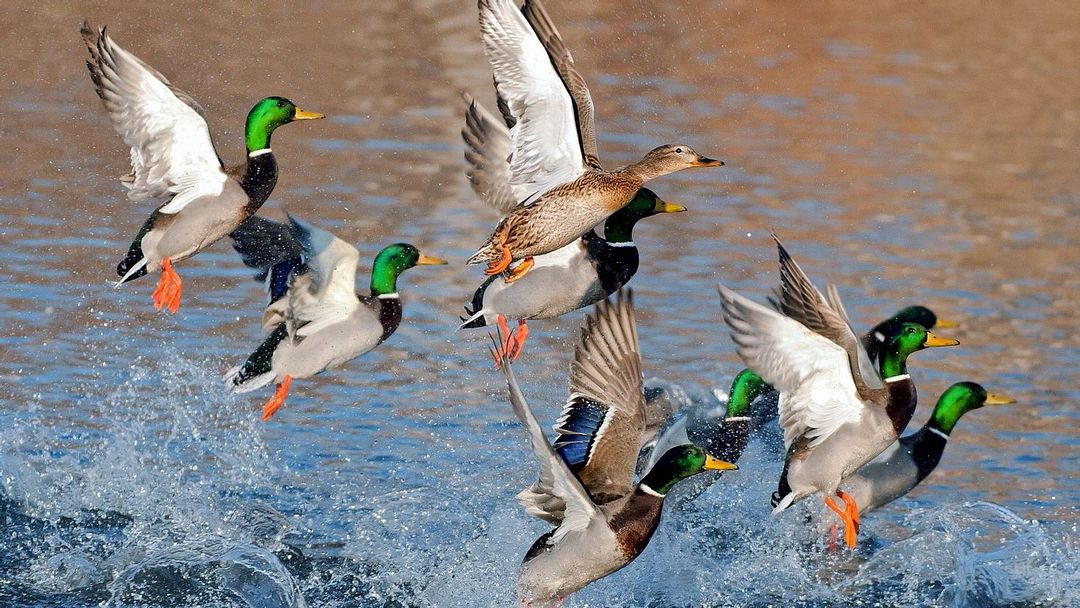 the ducks take off