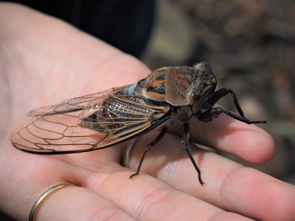 cicadas