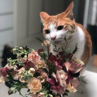 cat loves flower