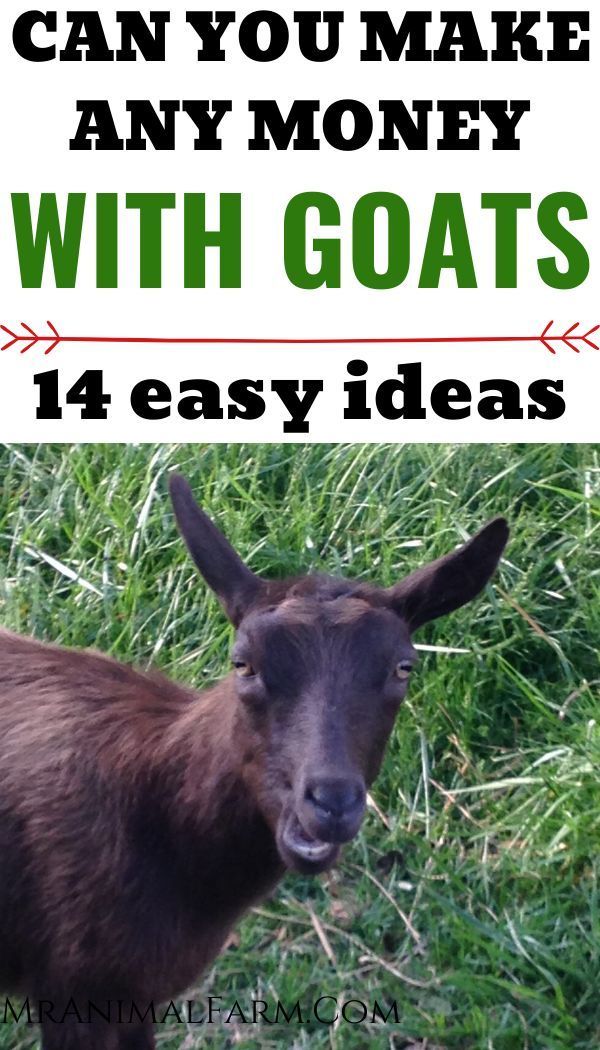 can you make money with goats