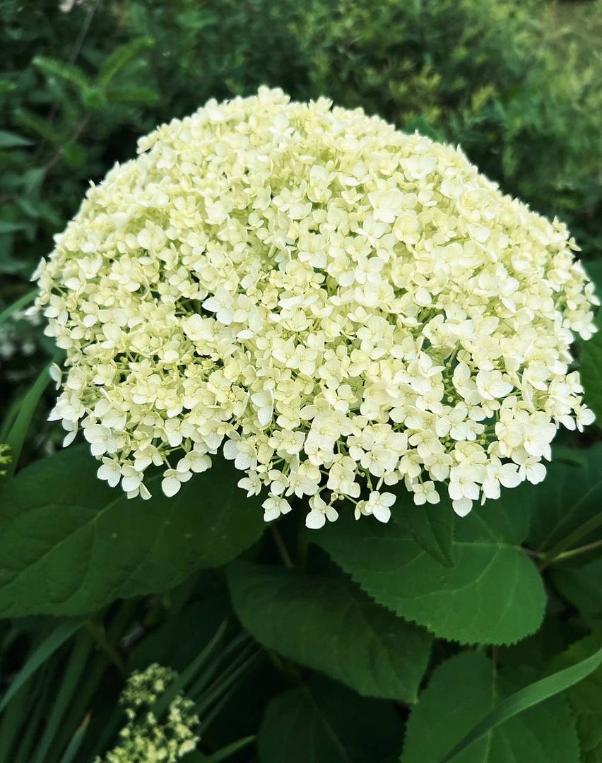 Hydrangea