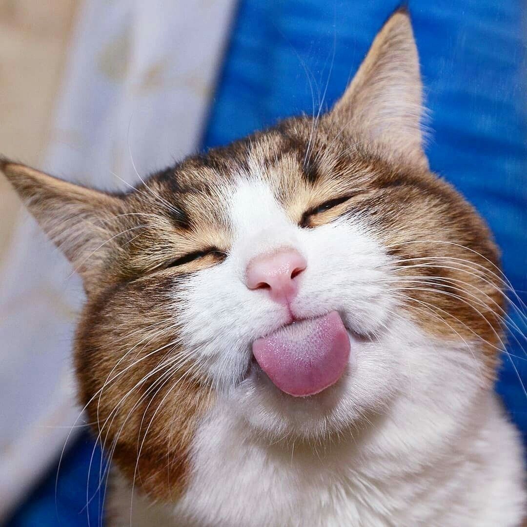 Funny cat