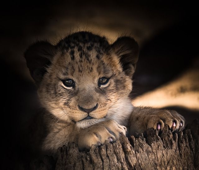 Lovely lion cub