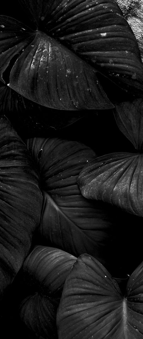 Dark Leaf