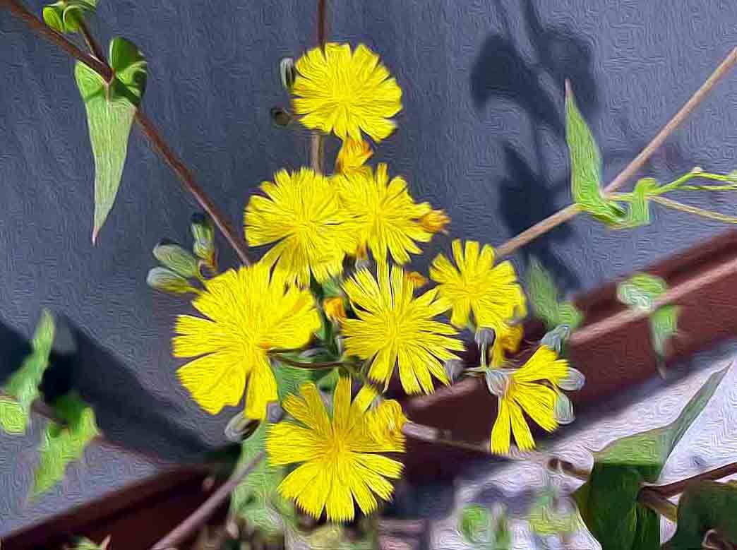 Small wildflowers