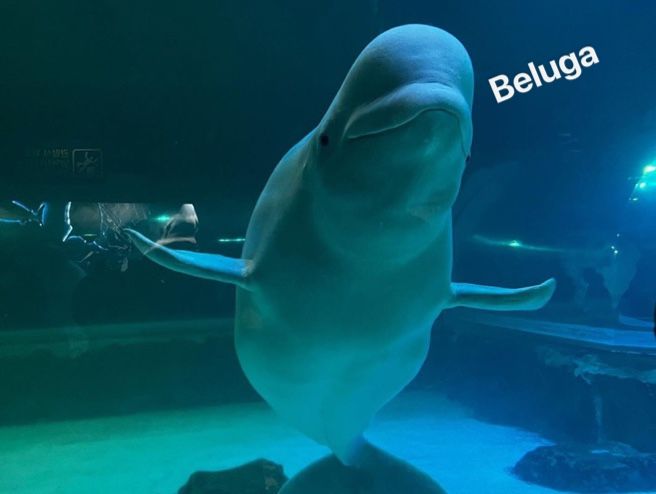 Enjoy beluga