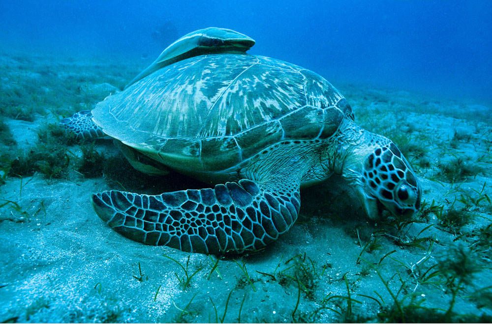 Sea Turtle-2