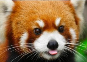 Red Panda #1