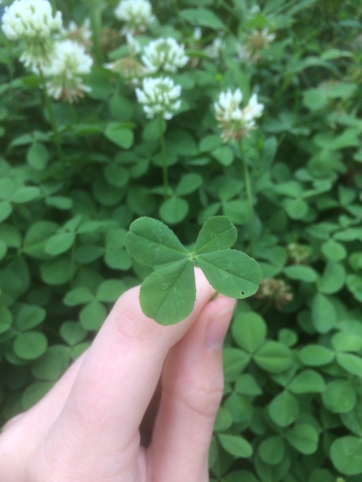 Clover